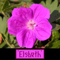 Géranium sanguineum Elsbeth 