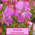 Géranium macrorrhizum 