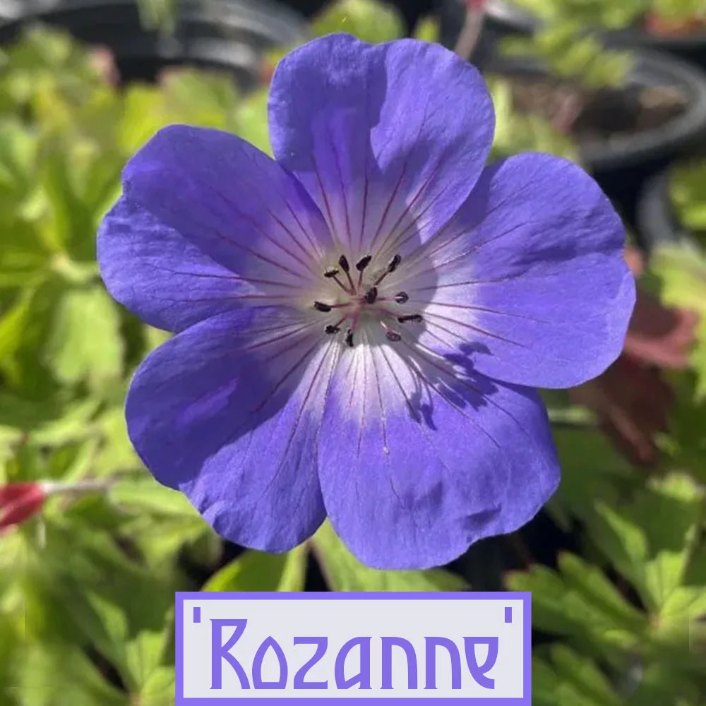 Fleur Rozanne Geranium Rozanne – fleurs bleu violacé longue floraison jardin sec ...