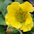Geum hybrid coccineum “Carlskaer”