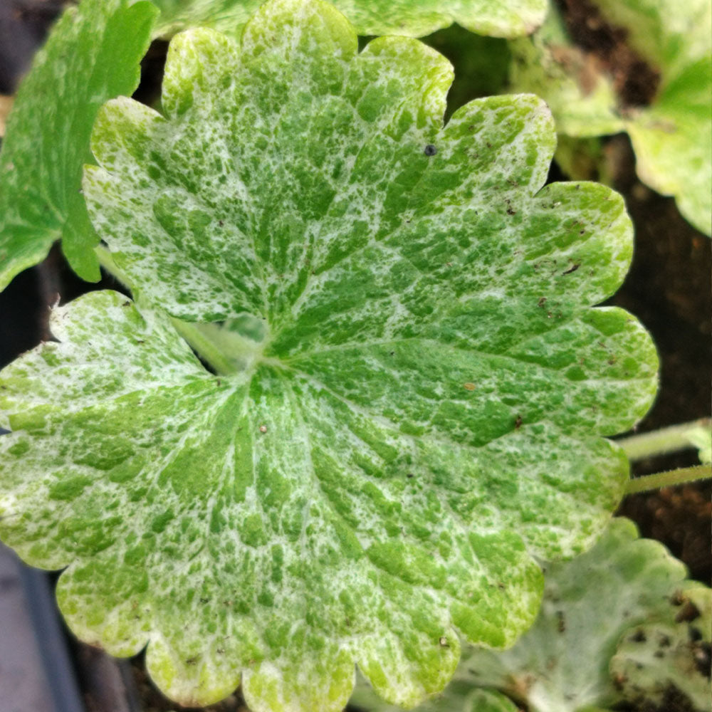 Glechoma hederacea Dappled Light