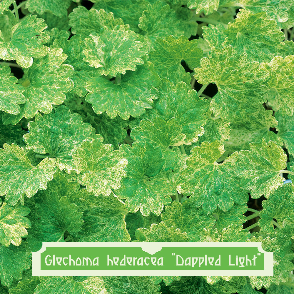 Glechoma hederacea Dappled Light