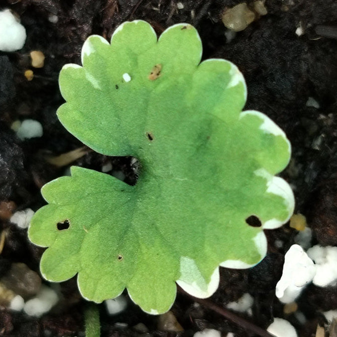 Glechoma hederacea Variegata 