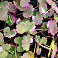 Glechoma hederacea Variegata 