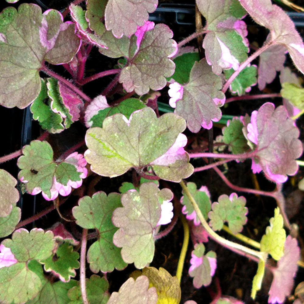 Glechoma hederacea Variegata