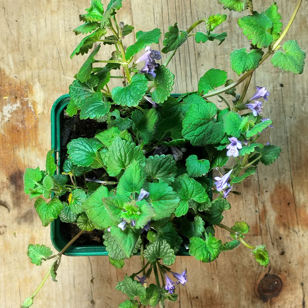 Glechoma hederacea – Couvre-sol pour ombre persistant aux fleurs violettes  – plant d'Avenir