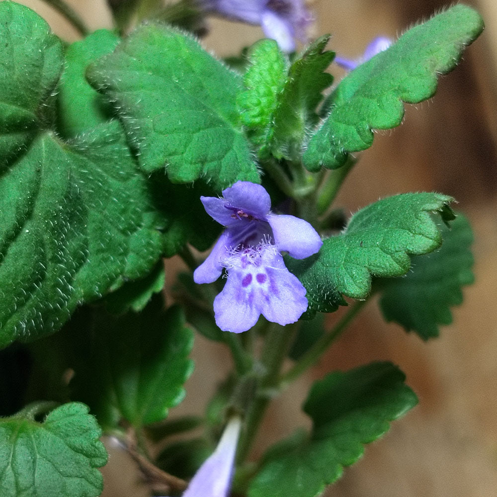 Glechoma hederacea – Couvre-sol pour ombre persistant aux fleurs violettes  – plant d'Avenir