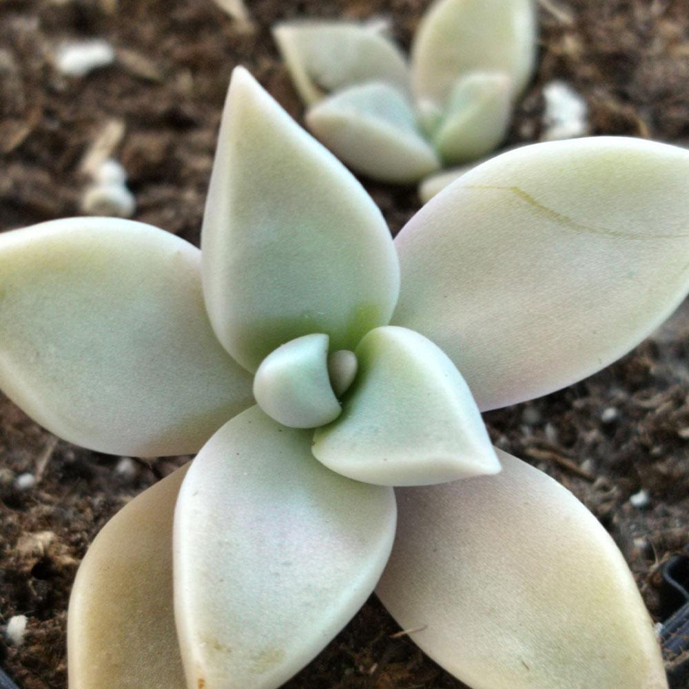 Graptopetalum paraguayense 