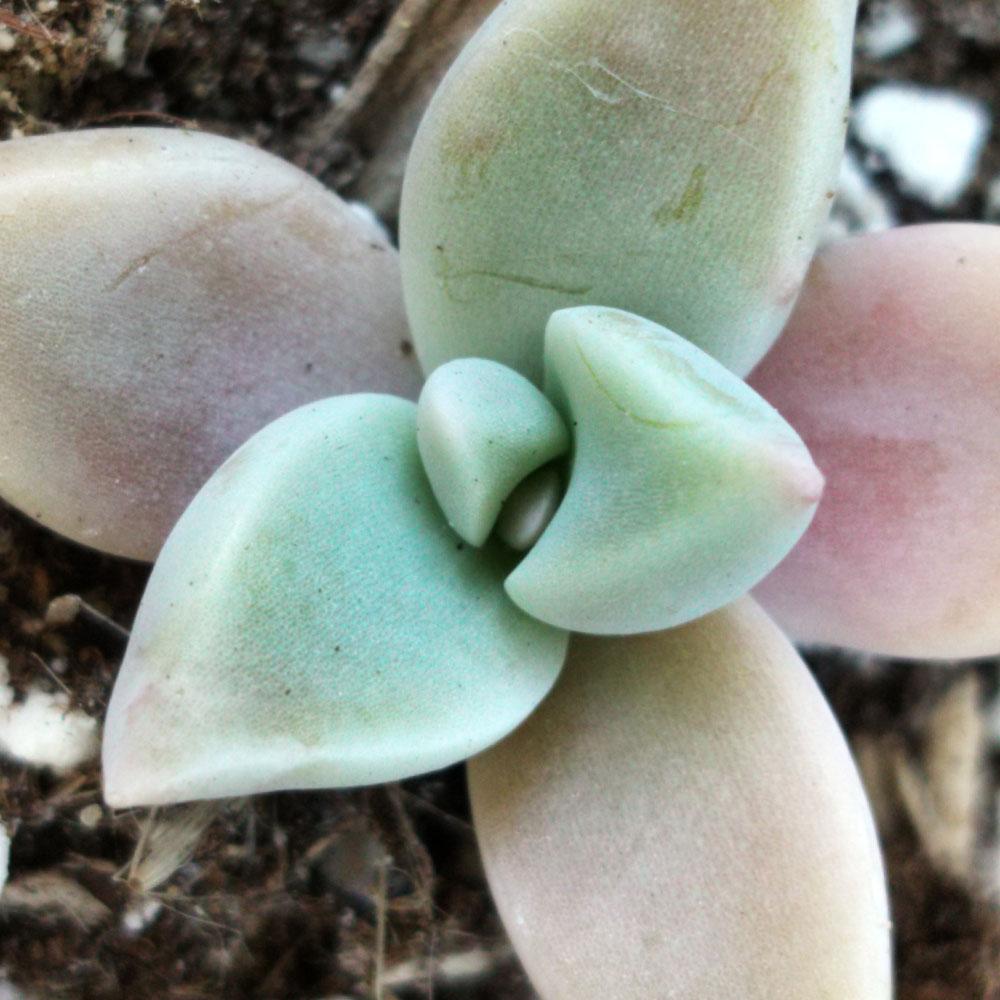 Graptopetalum paraguayense 