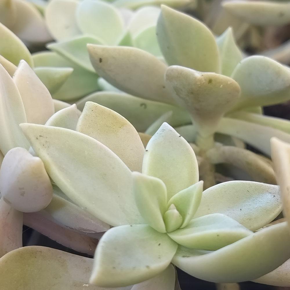 Graptopetalum paraguayense 