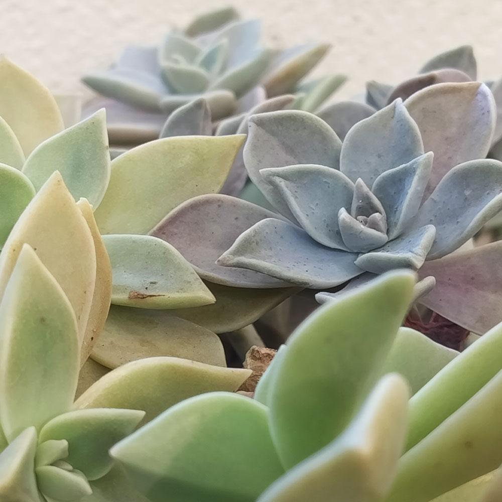 Graptopetalum paraguayense 