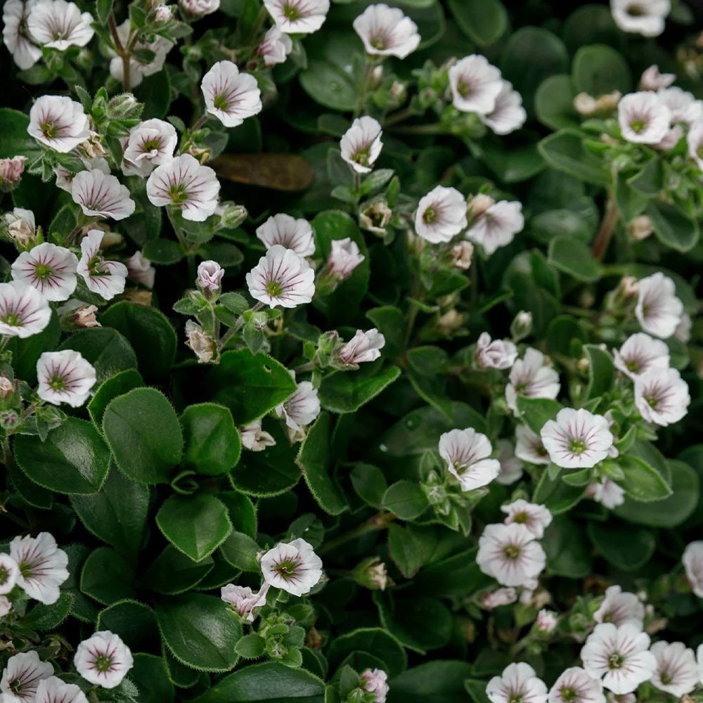 Gypsophila cerastiodes