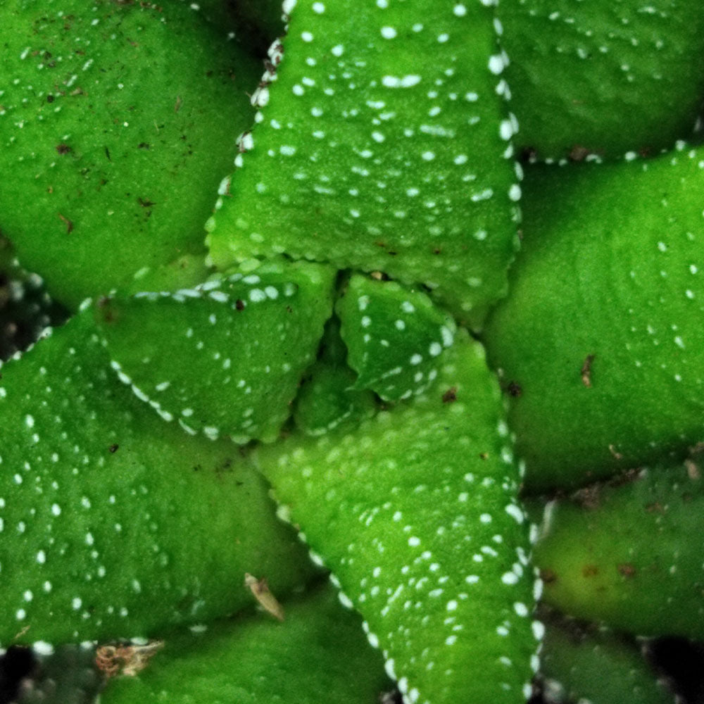 Haworthiopsis attenuata 