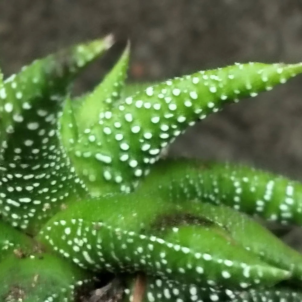 Haworthiopsis attenuata