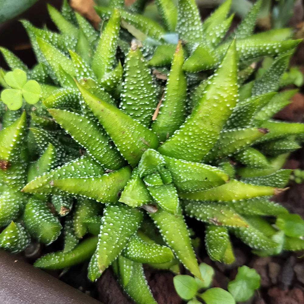 Haworthiopsis attenuata 