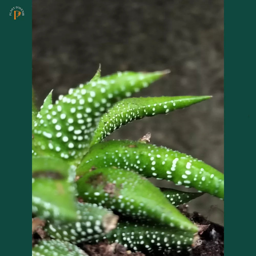 Haworthiopsis attenuata 