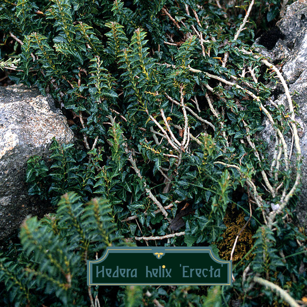 Hedera helix Erecta