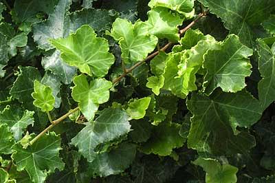 Hedera helix 'Parsley Crested'