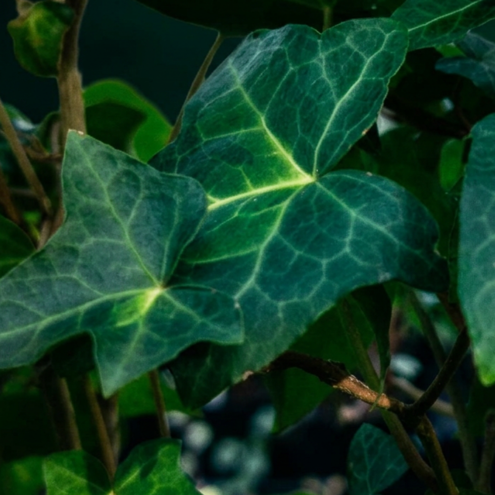Hedera helix 'Tiger's Eye' growing in a shaded container