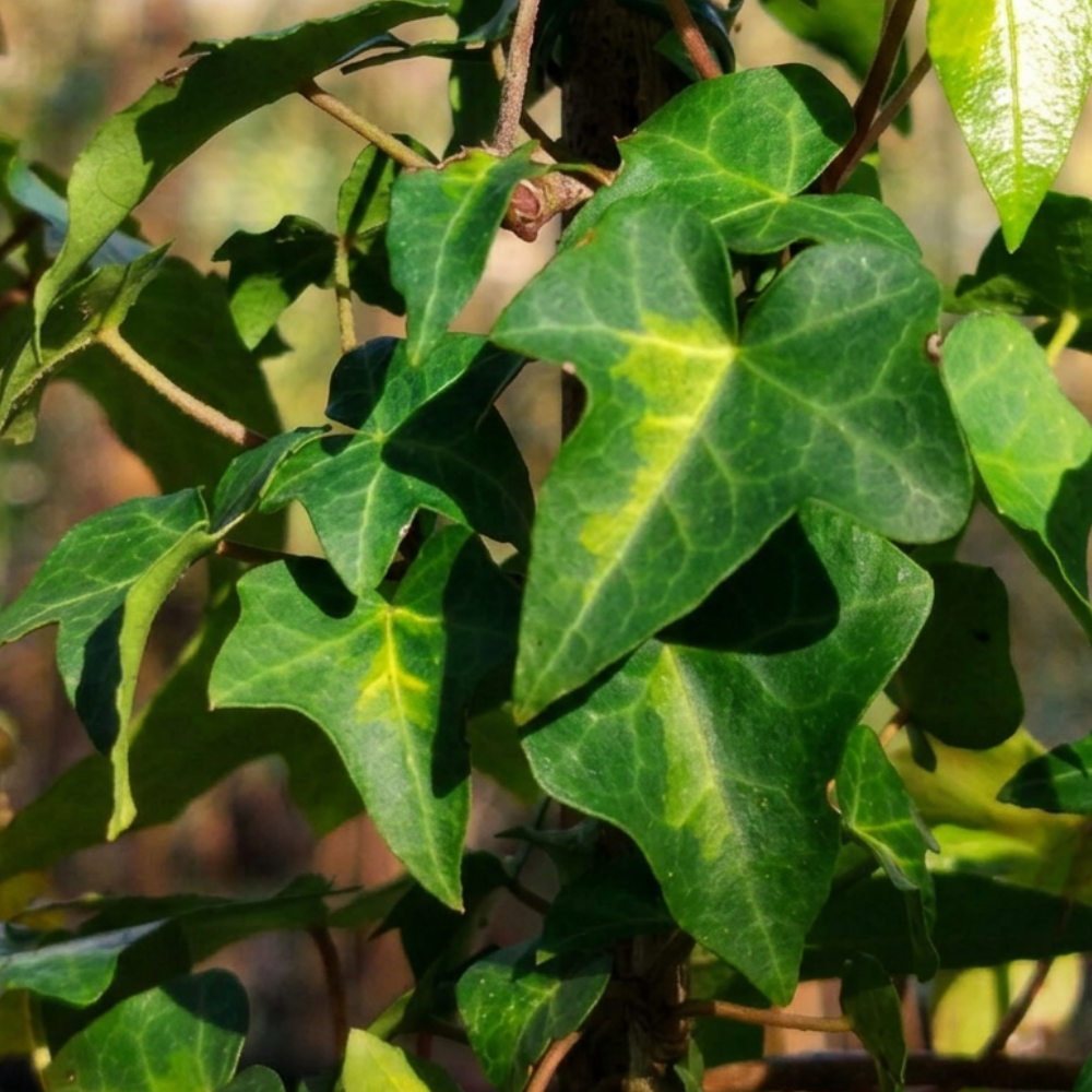 Hedera helix 'Tiger's Eye'