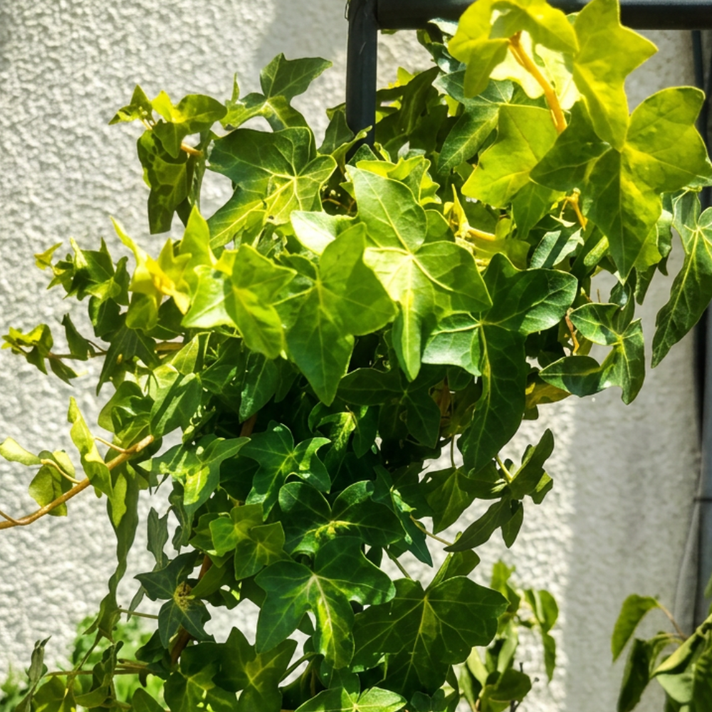 Hedera helix 'Tiger's Eye' with golden variegated foliage