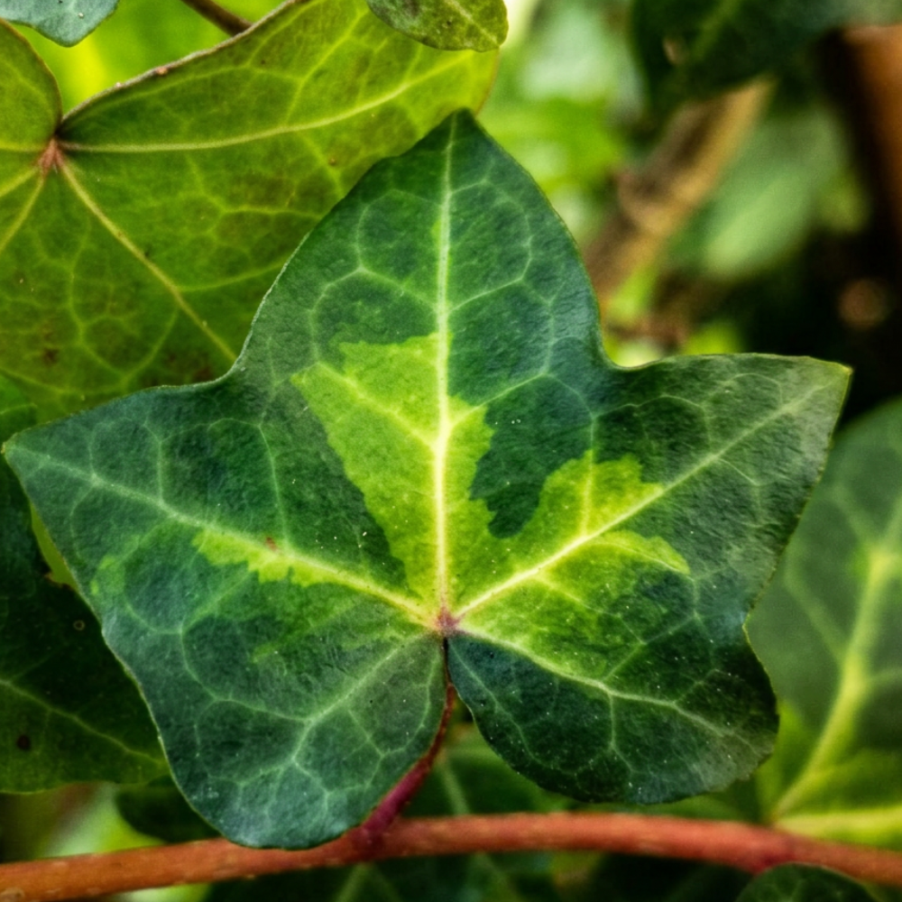 Close-up of Tiger's Eye ivy leaves