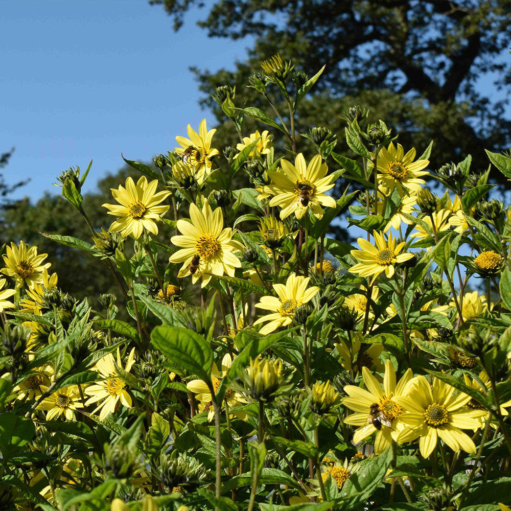 Hélianthus 'Lemon Queen'