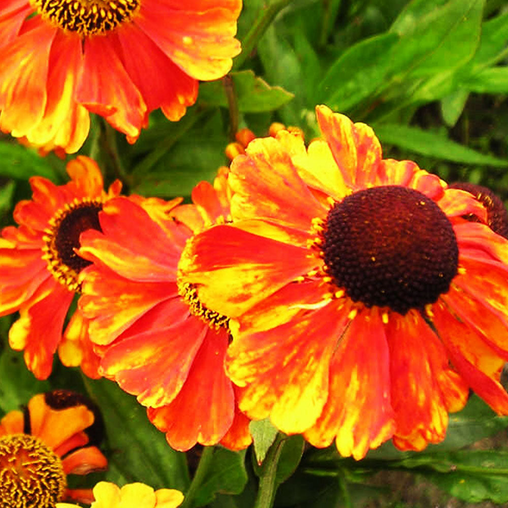 Helenium Flammendes Katchen 