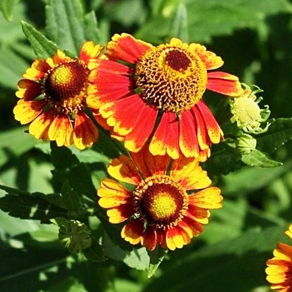 Helenium Flammendes Katchen