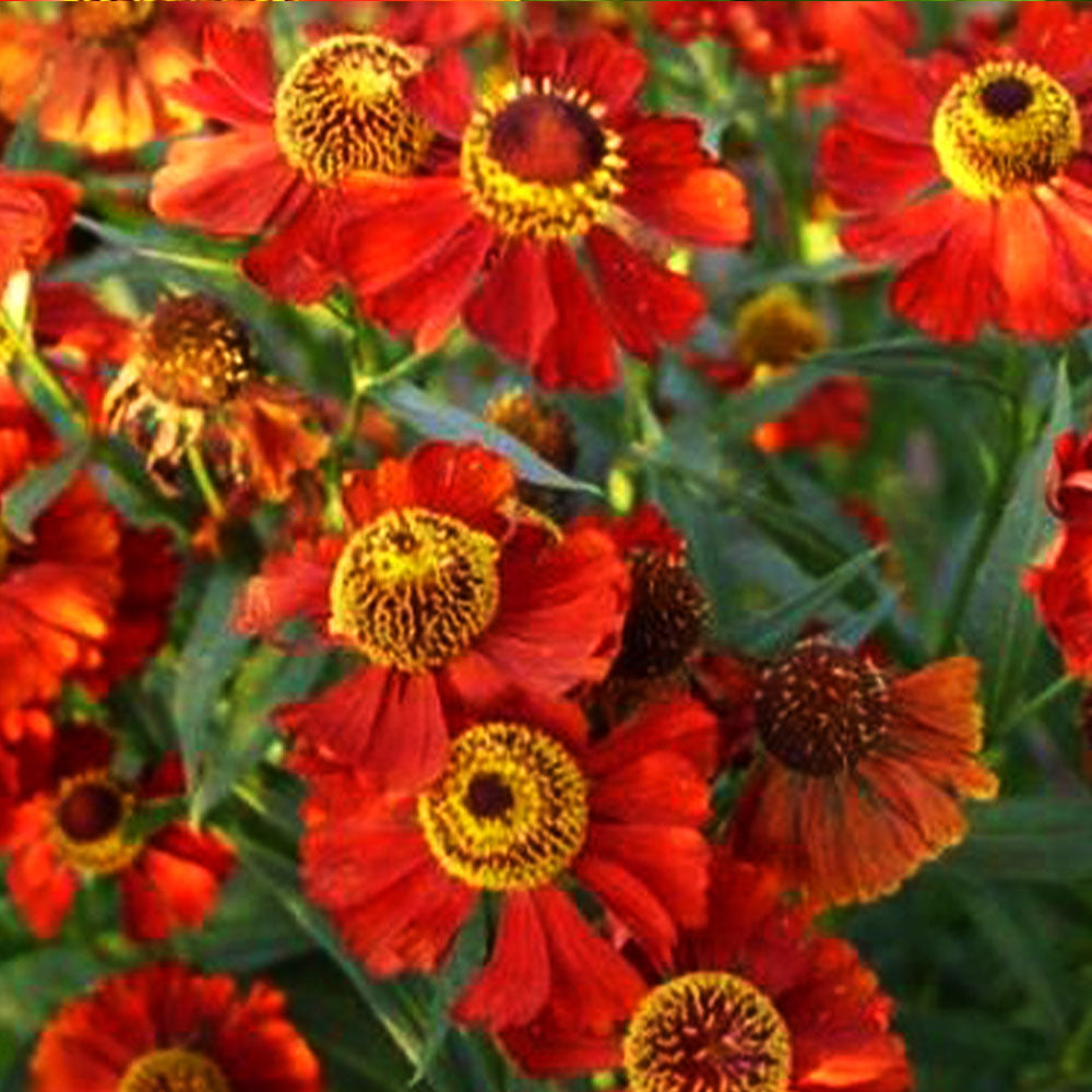 Helenium Rubinzwerg 