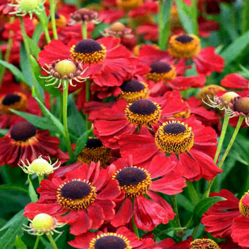 Helenium Rubinzwerg