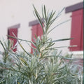 Helichrysum italicum