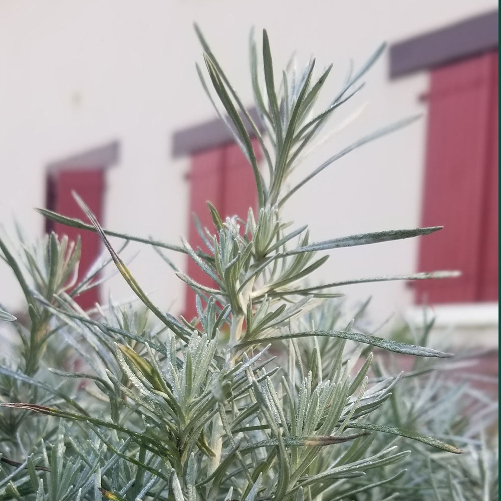 Helichrysum italicum