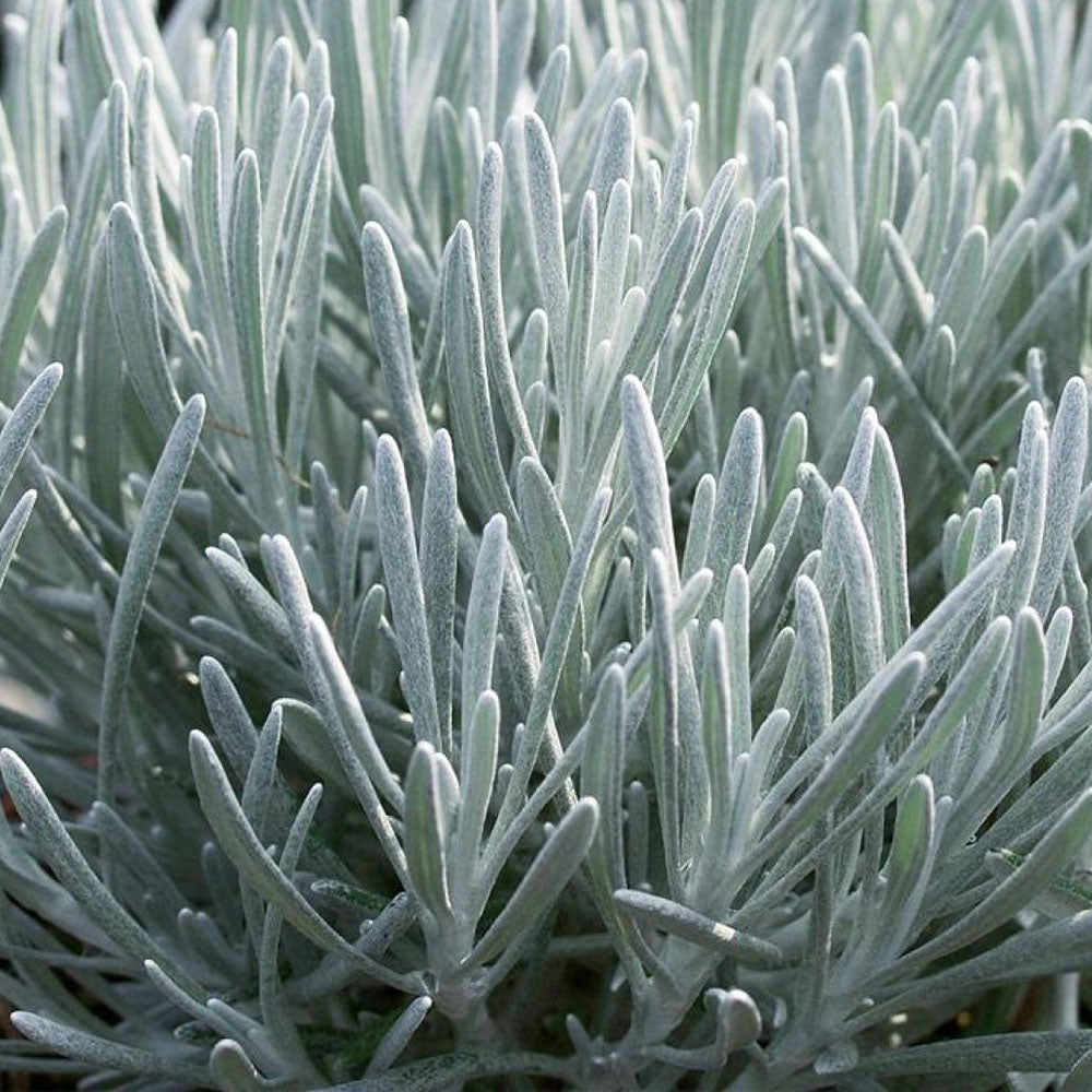 Helichrysum italicum