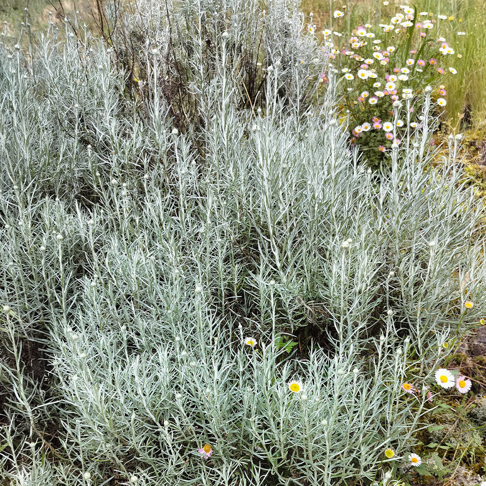 Helichrysum italicum
