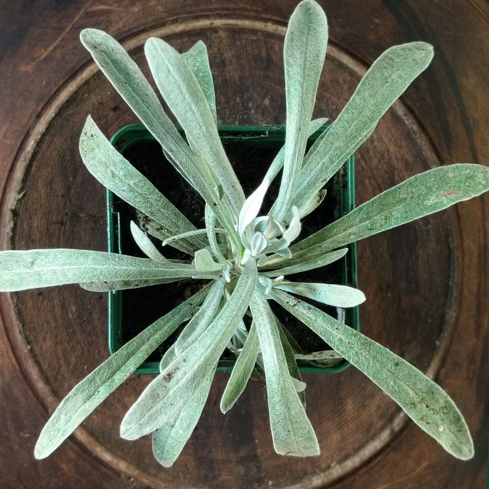 Helichrysum orientale 