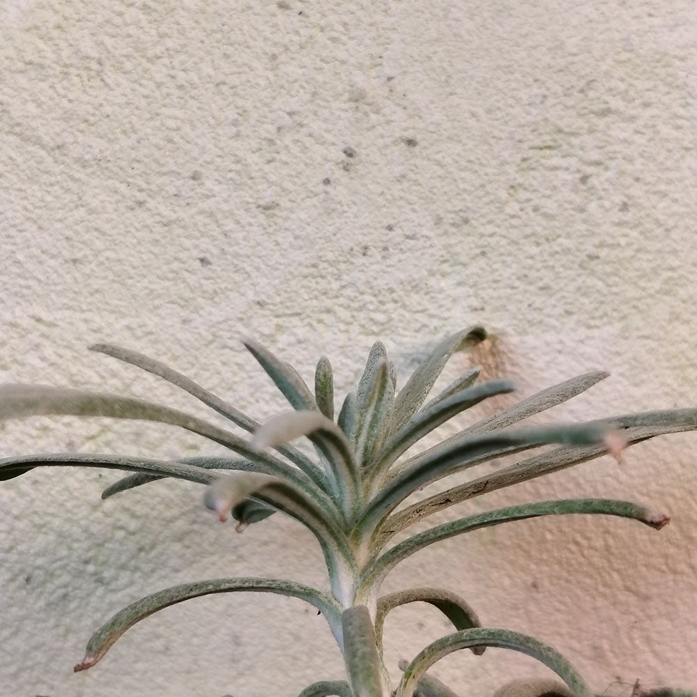 Helichrysum orientale 