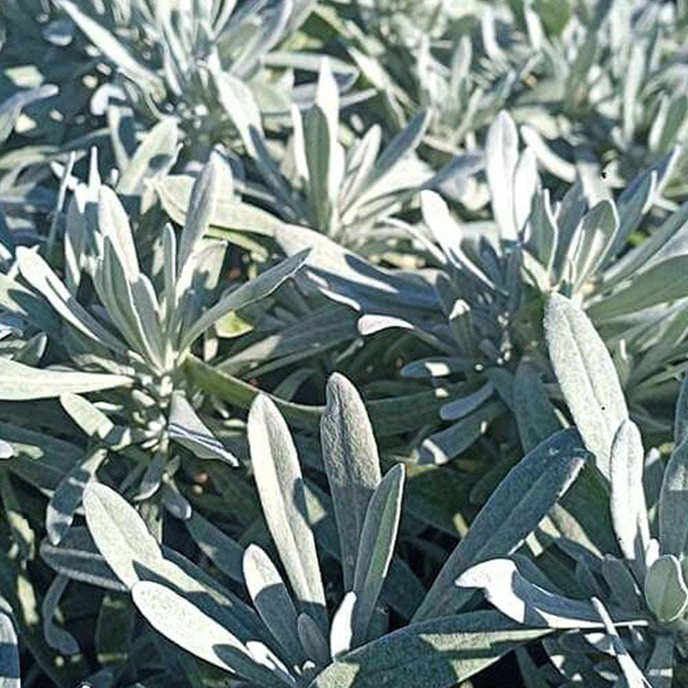 Helichrysum orientale 