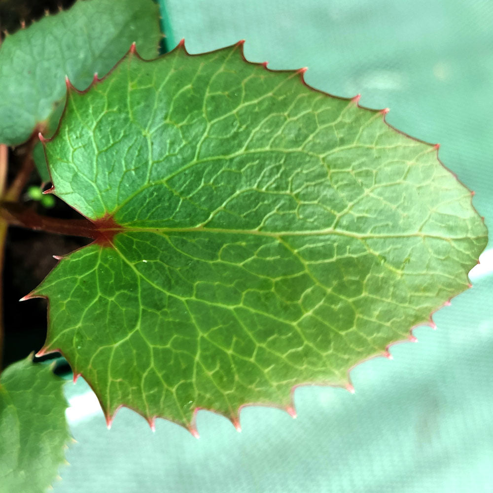 Hellébore à feuilles arguti 
