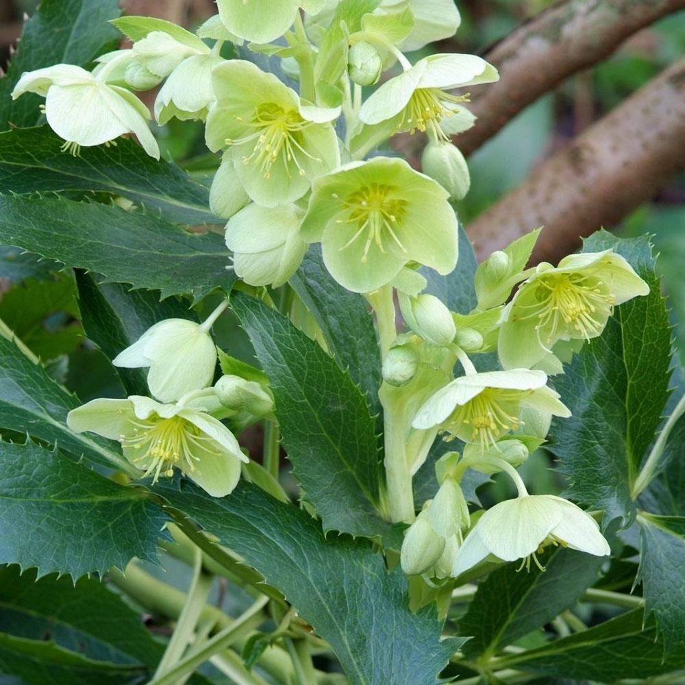 Hellébore à feuilles arguti 