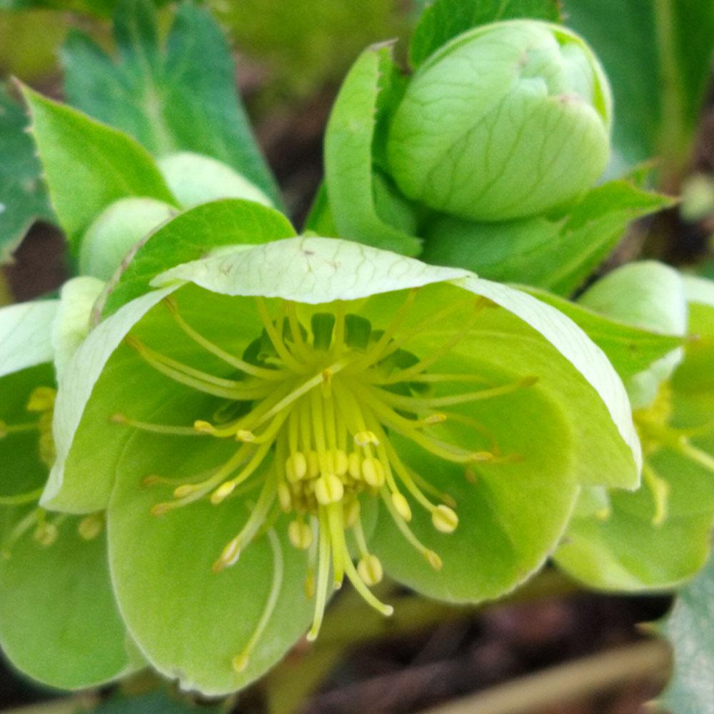 Hellebore argutifolius