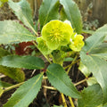 Hellebore argutifolius