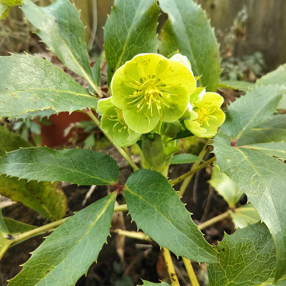 Hellébore à feuilles arguti 