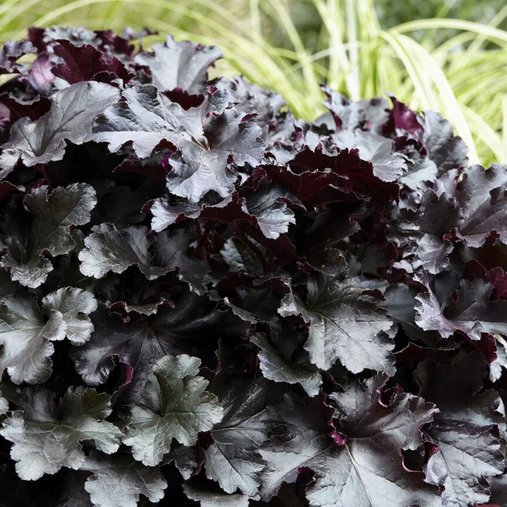 Heuchère x villosa 'Black Pearl'