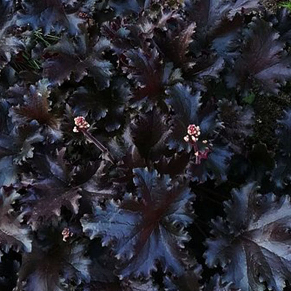 Heuchère x villosa 'Black Pearl'
