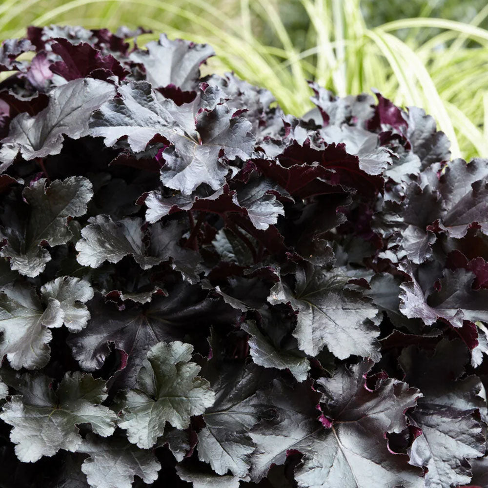 Heuchère x villosa 'Black Pearl'