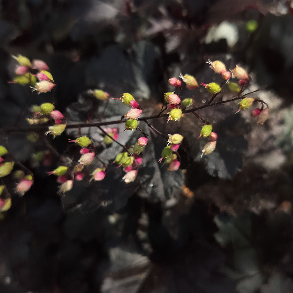 Heuchère x villosa 'Black Pearl'