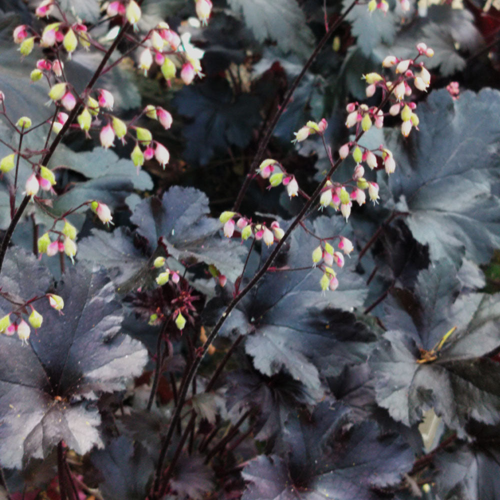 Heuchère x villosa 'Black Pearl'