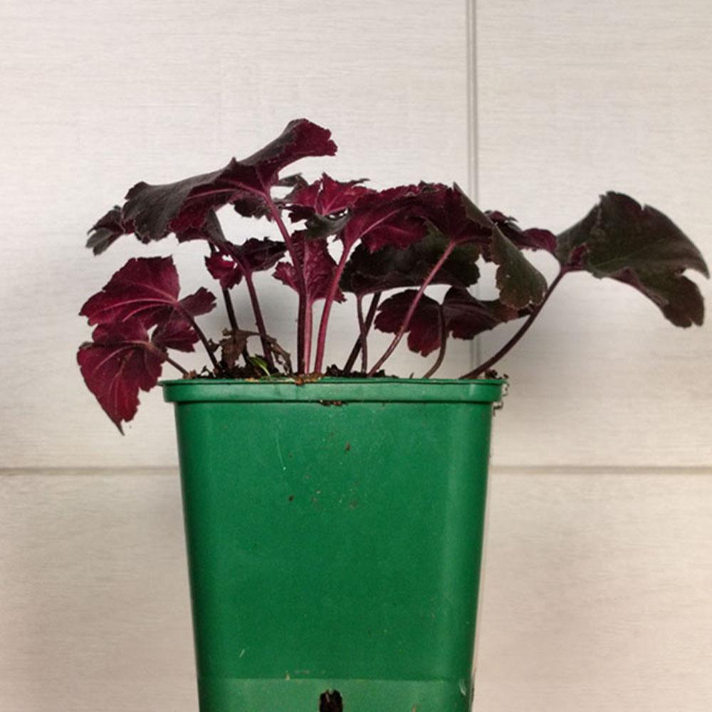 Heuchère x villosa 'Black Pearl'