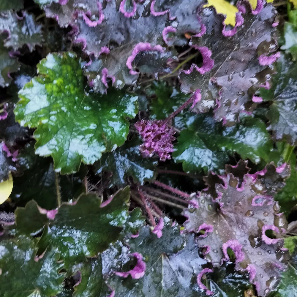 Heuchera 'Prince'